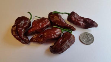 Bhut Jolokia Chocolate Ghost - Seeds - The Pepper Pantry (Formerly Marie Sharp's)